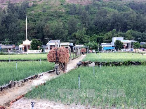 Quảng Ngãi: Đảo bé An Bình có thêm điện năng lượng mặt trời 
